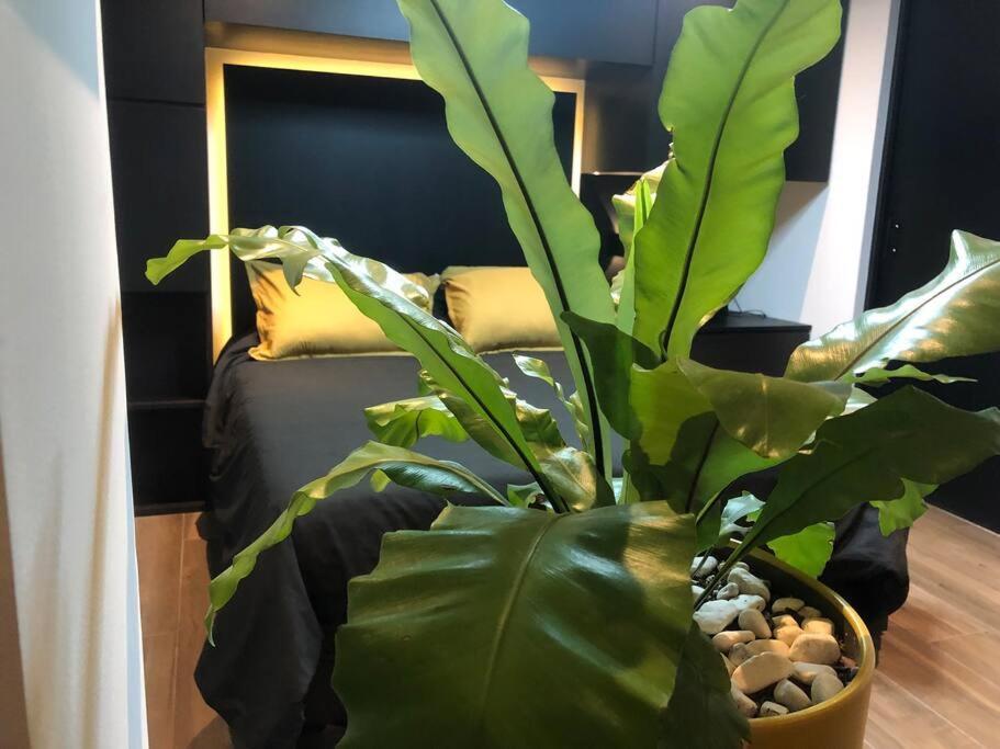 Black Loft. Moderno Y Nuevo, Super Ubicado. Mexico By Eksteriør billede
